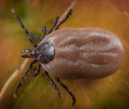 brown dog tick